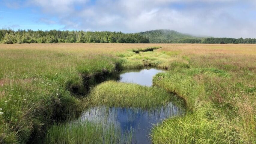 Photo of field/marsh area at Cape Scott