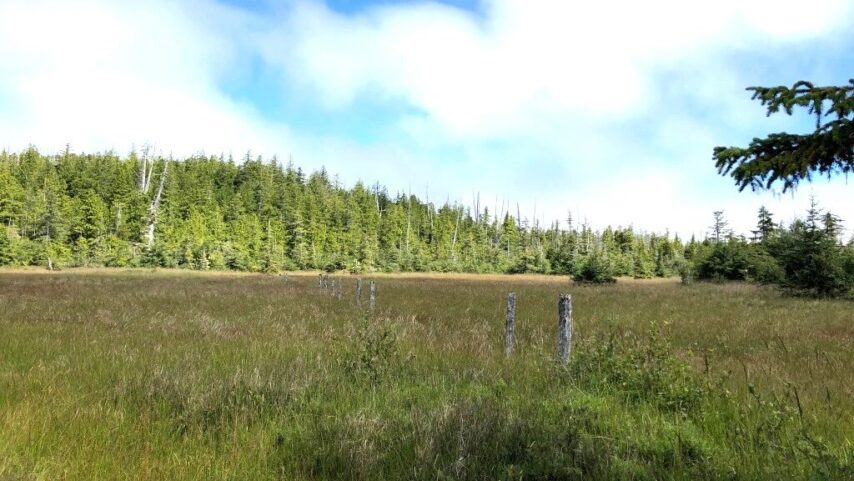 Photo of field with remaining fenceposts