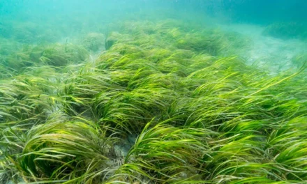 Help Protect Eelgrass