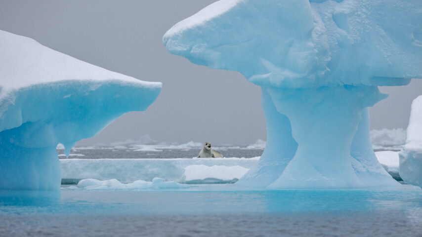 Sealion on icebergs