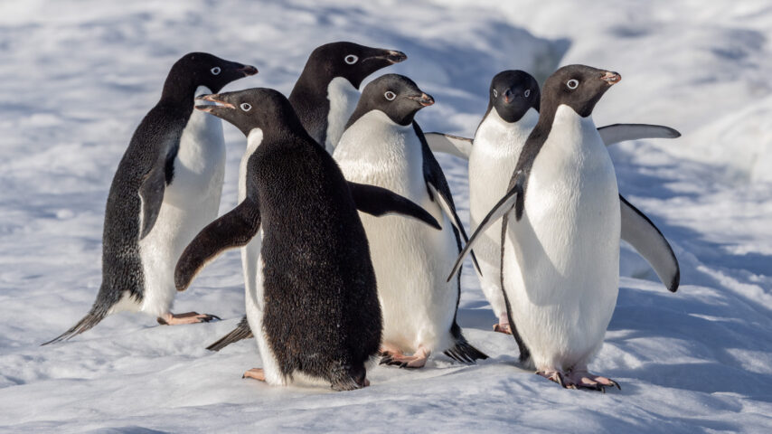Penguins on the ice