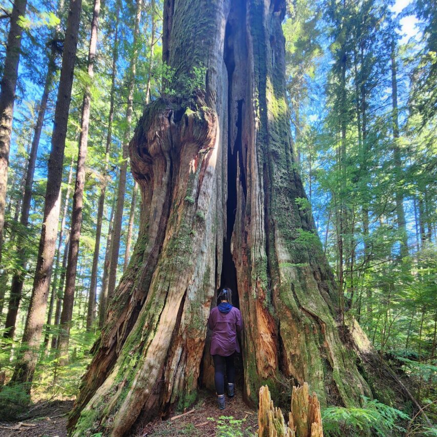 Flotilla participant walking inside the "Big Tree"
