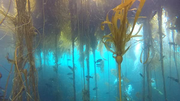 Photo of Bull Kelp