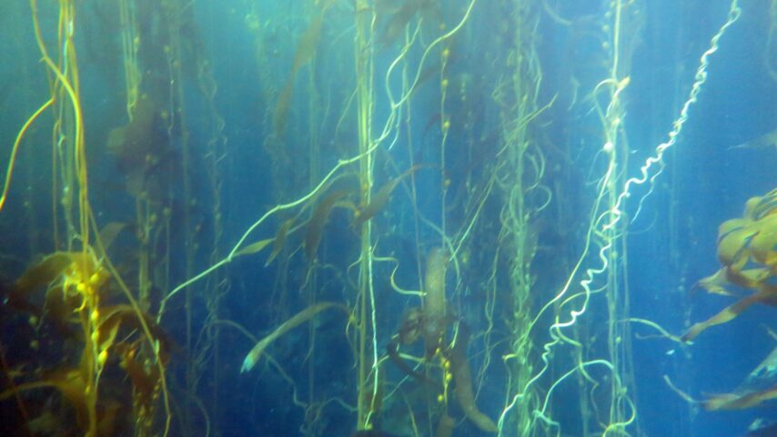 Photo of Giant Kelp