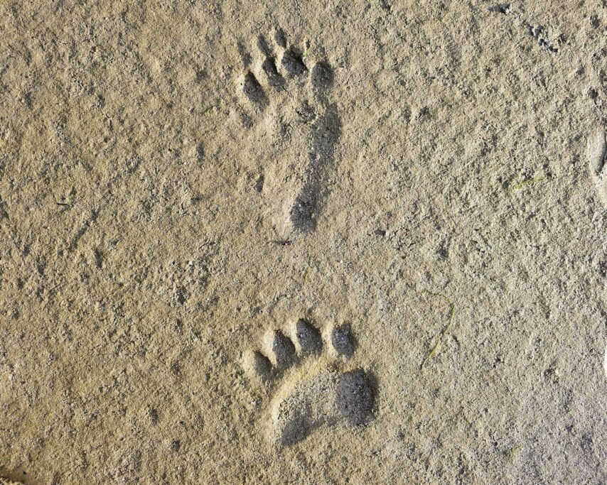 Bear tracks in the mud, sand at Port Neville