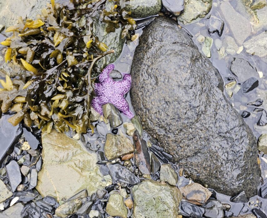 Sea Star in the tide pool