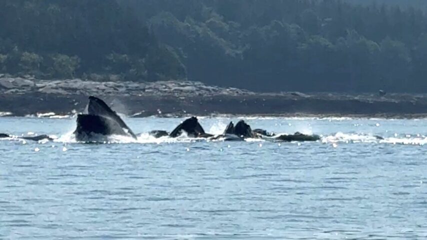 Photo of whales feeding along the shoreline