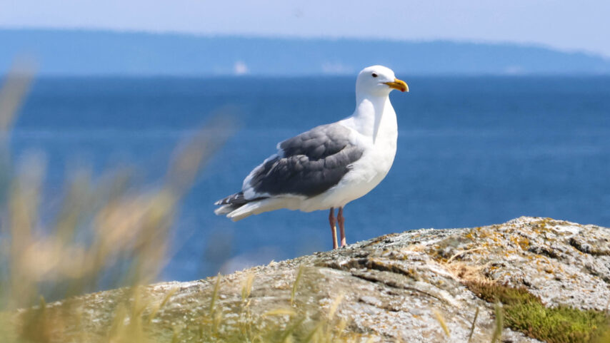 Photo of seagull standing watch
