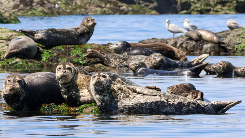 Photo of sealions on the rocky shore