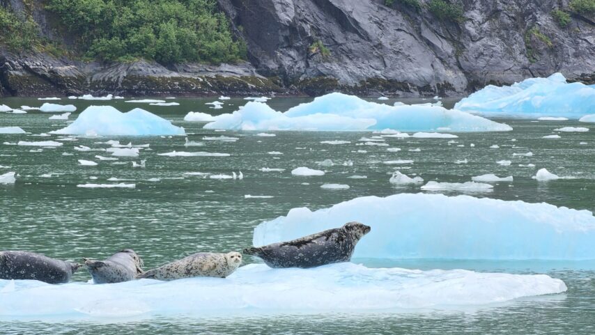 Seals hauled out on ice sheets