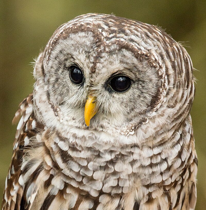 Photo of Barred Owl from Wikipedia