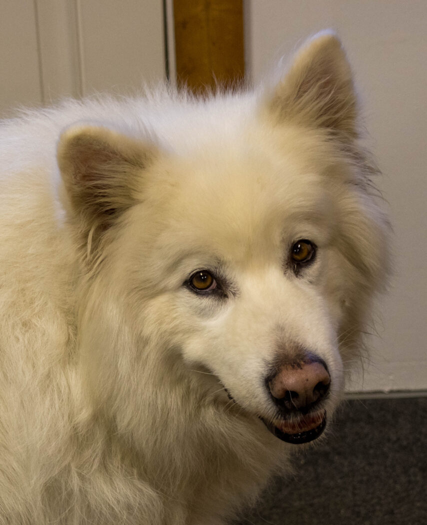 Photo of doggie at Jack's Boatyard