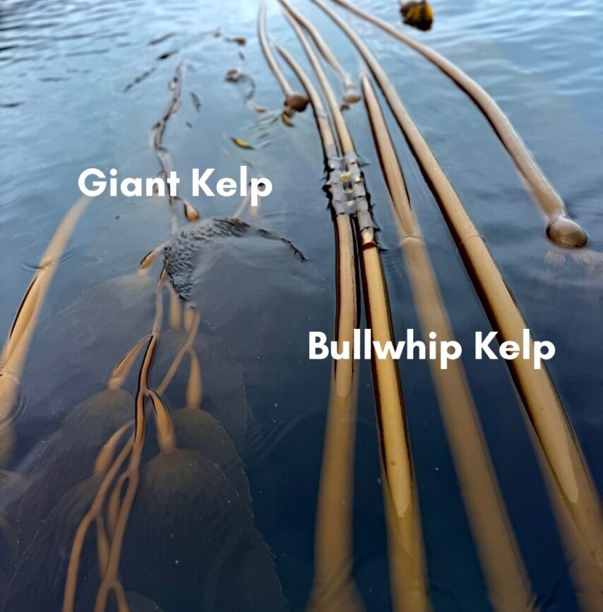 Photo of Giant Kelp and Bullwhip Kelp in the sea