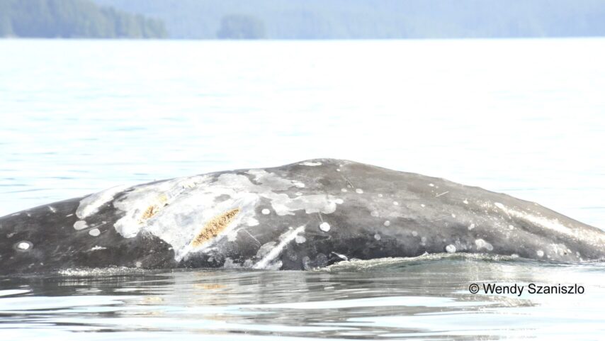 Photo of whale with cut marks from boat strike