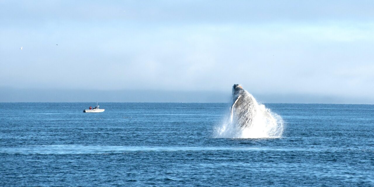 Announcing Whale-Safe Boating Course!