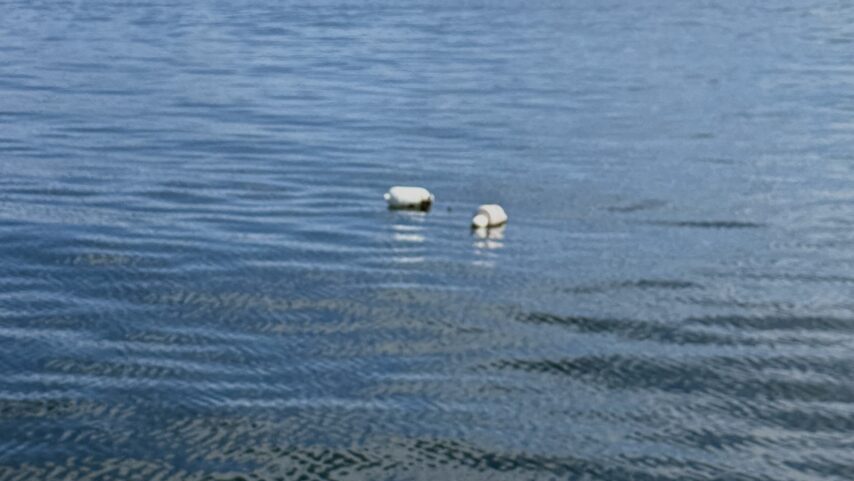 Photo of crab pot buoys on the surface of the water