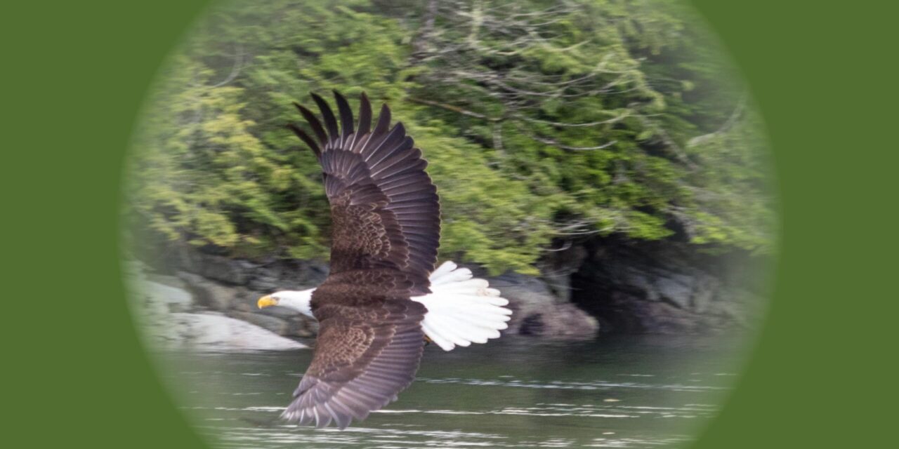 Watching Eagles Hunt Hake, Gillard Pass