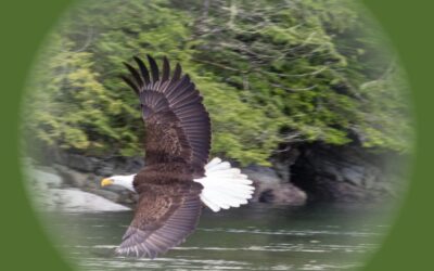 Watching Eagles Hunt Hake, Gillard Pass