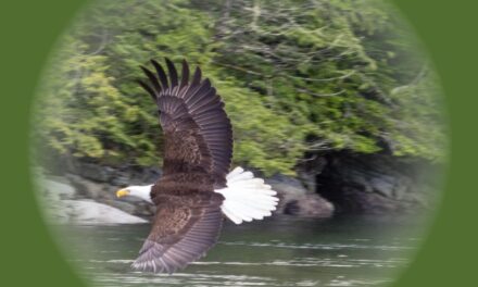 Watching Eagles Hunt Hake, Gillard Pass