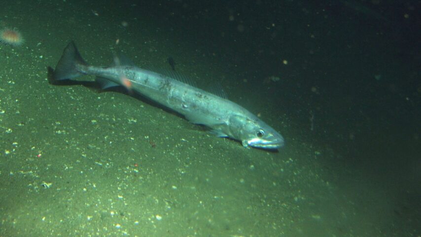 Photo of Hake fish by NOAA