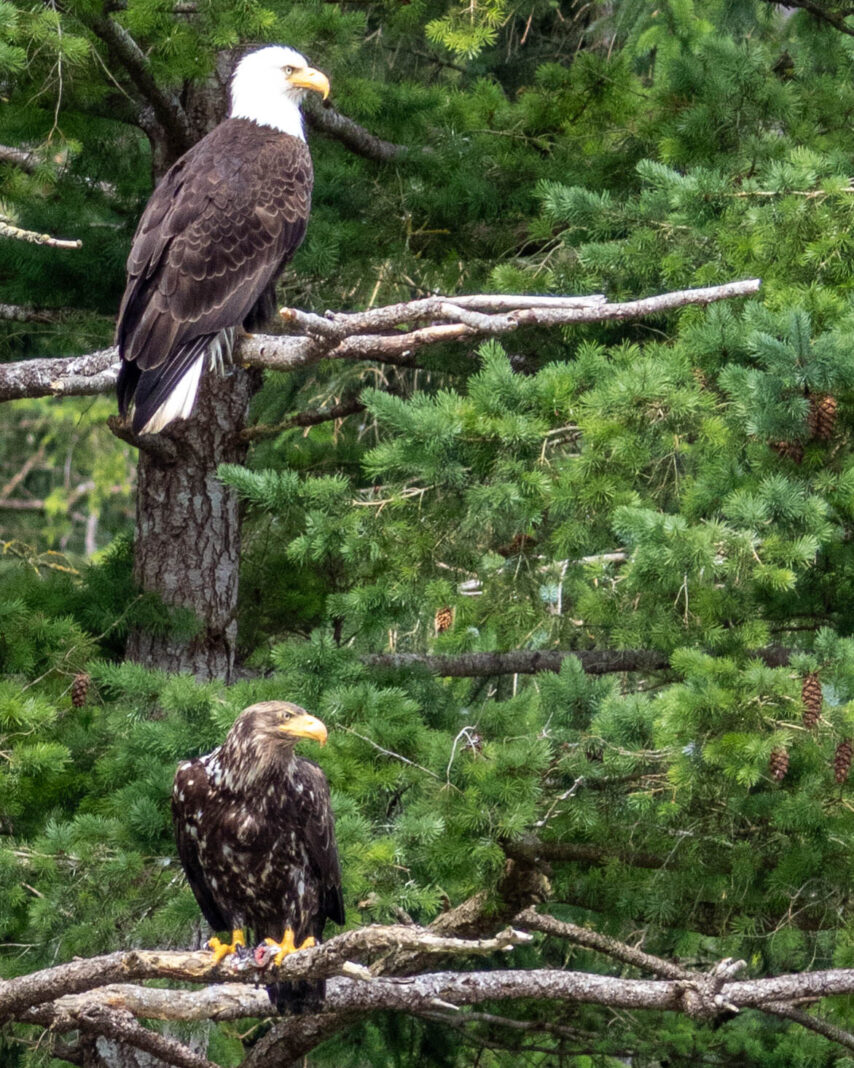 Two Eagles in the trees