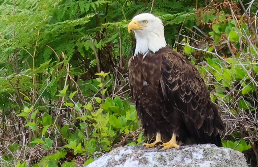 Eagle standing on a rock