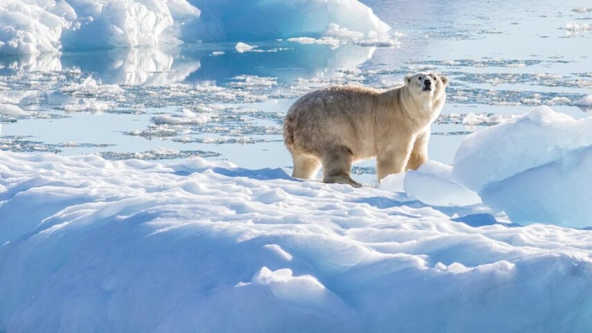 Photo of Polar Bear standing on melting ice sheet