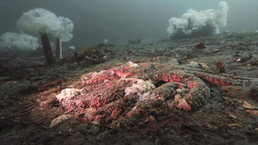 Photo of dead Sunflower Sea Star turned to mush