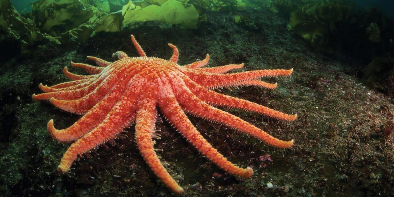 Cause Discovered – Sea Star Wasting Disease