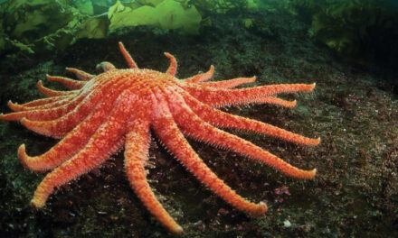 Cause Discovered – Sea Star Wasting Disease