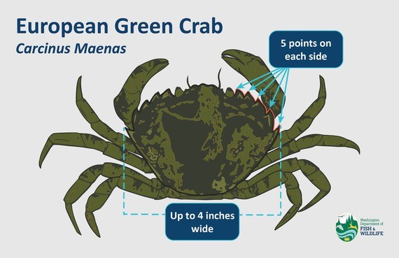 Identification Diagram of a European Green Crap