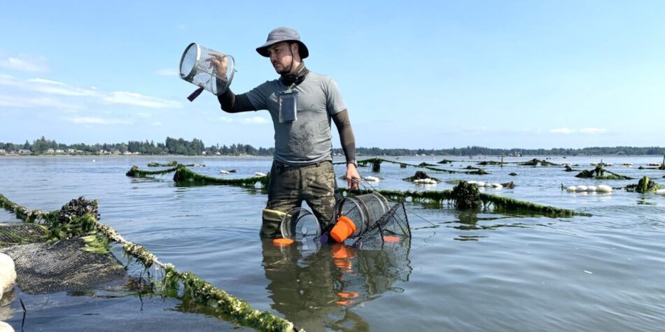 Green Crab Management Update