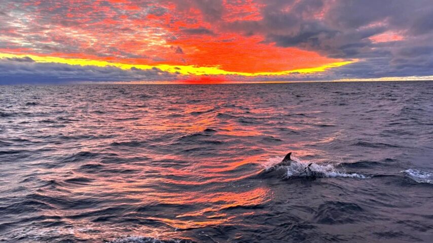 Dolphins swimming along the bow of S/V One Ocean in the evening light