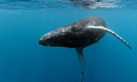 Recorded Whale Songs and Communications