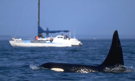 Why Do Iberian Orcas Attack Boat Rudders?