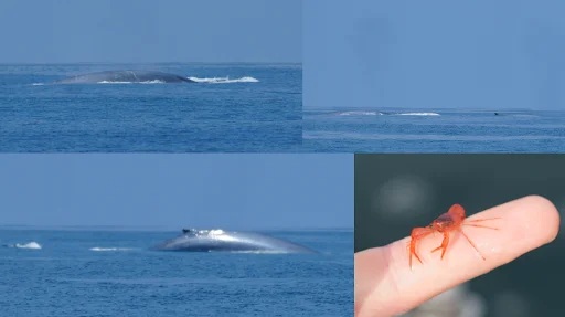 Photo of whales and a Tuna Crab sitting on a crew member's fingertip.