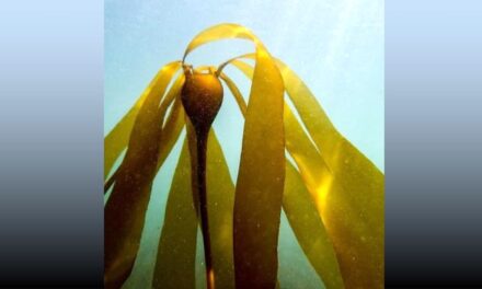 Are You Seeing White Spots?