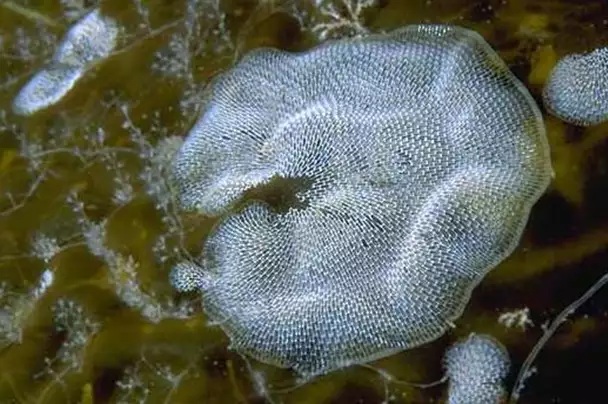 Photo of a collection of Bryozoans