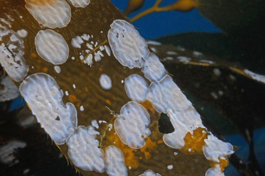 Photo of bryozoans on bull kelp