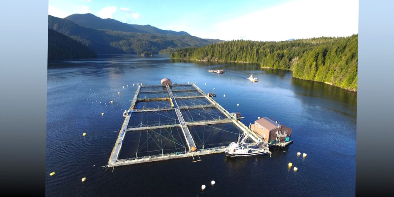 Court Upholds Closure of Fish Farm Pens in Discovery Islands