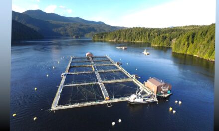 Court Upholds Closure of Fish Farm Pens in Discovery Islands