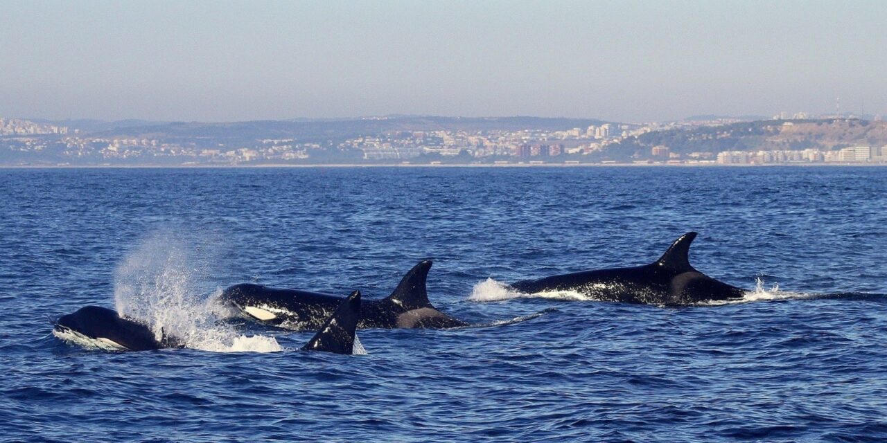 New Orca Language Discovered