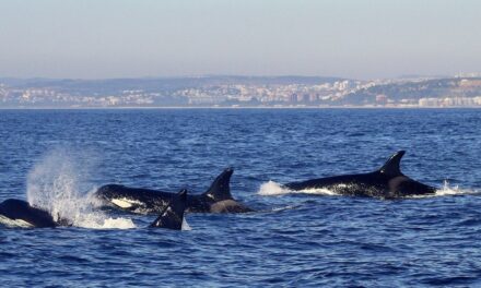 New Orca Language Discovered