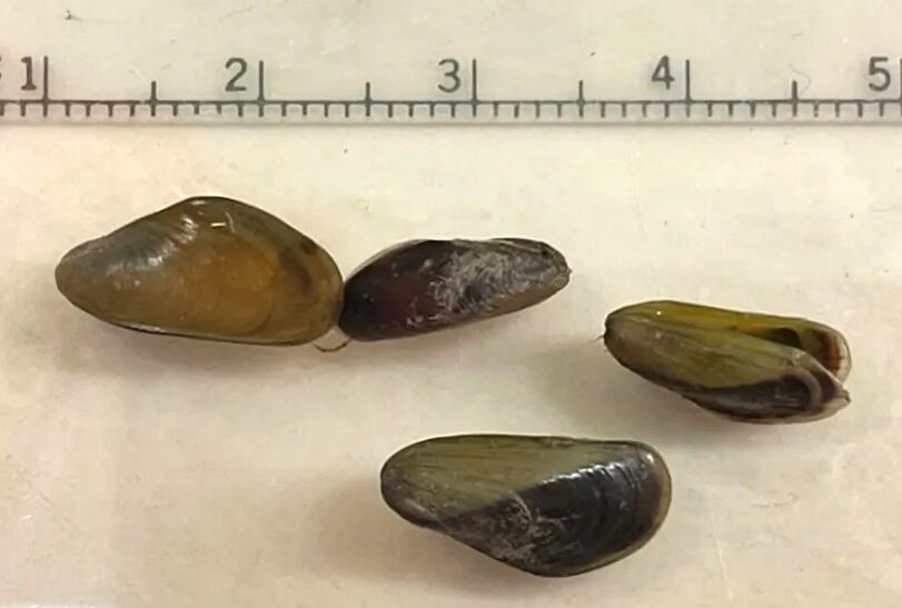 Ruler showing the size of Golden Mussels, approx. 1 inch