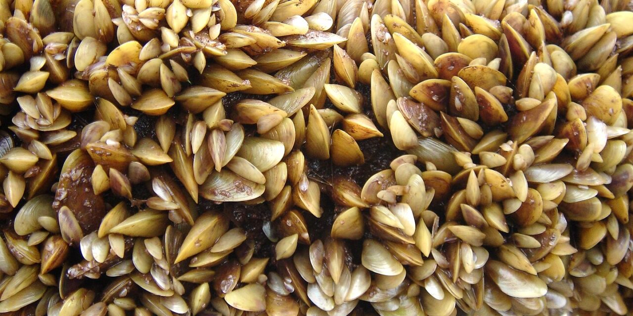 WDFW Classifies Golden Mussels as Invasive Species