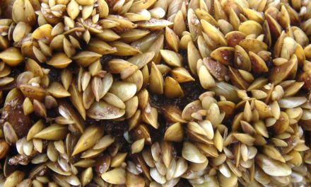WDFW Classifies Golden Mussels as Invasive Species