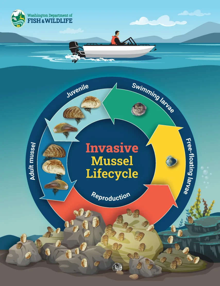 Diagram showing life cycle of Invasive Mussels