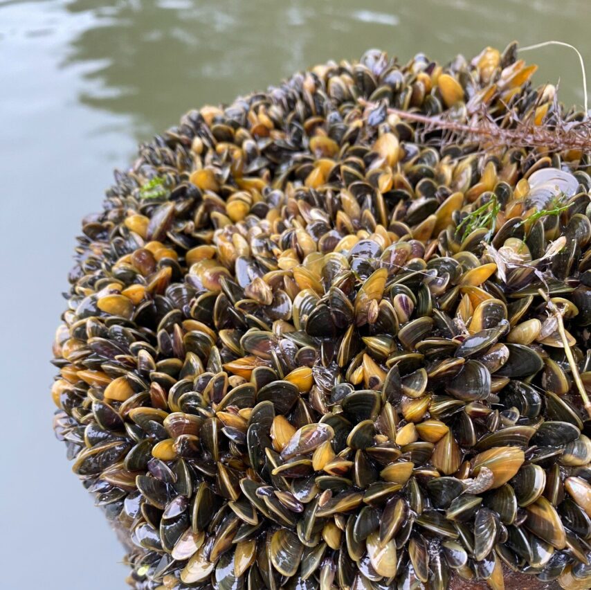 Photo of Golden Mussels collected on a rack or crab pot
