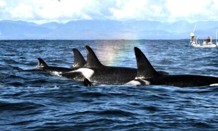 New SRKW Distance in BC and Protective Measures